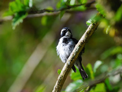 Ficedula westermanni