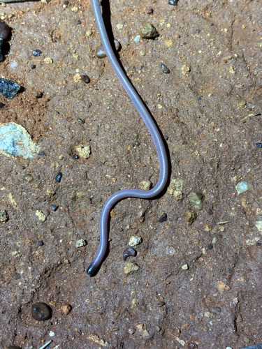 Long-beaked Blind Snake sighting