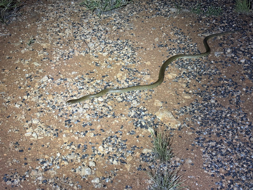 Mulga Snake sighting