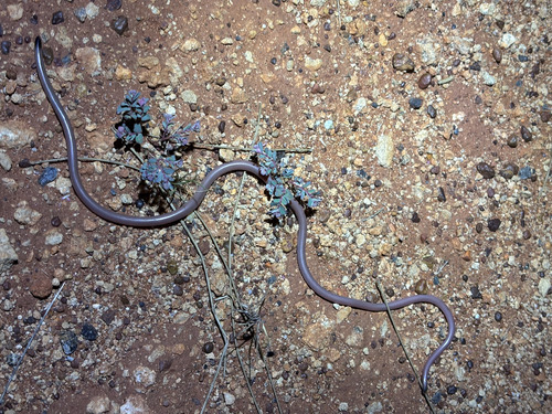 Long-beaked Blind Snake sighting