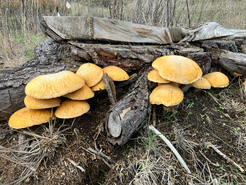 Gymnopilus ventricosus · December 2025 · photo: © gecbrew (iNaturalist, cc-by)
