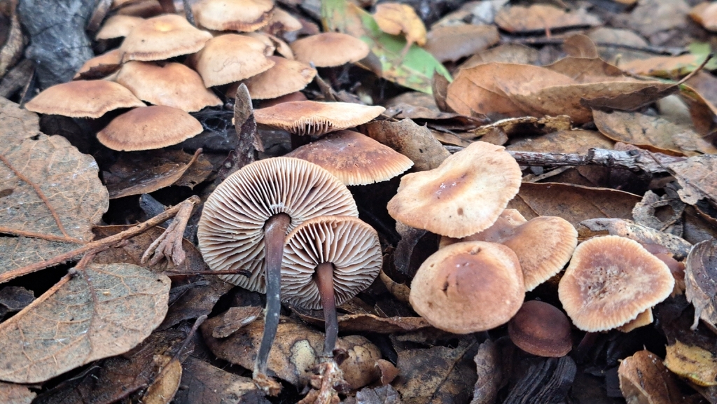 Gymnopus brassicolens · December 2025 · photo: © dgwdoesthings (iNaturalist, cc0)