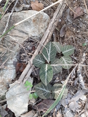 Stigmaphyllon emarginatum