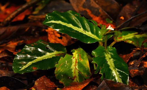 Calathea undulata