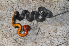 Diadophis punctatus regalis