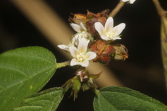 Melochia nodiflora