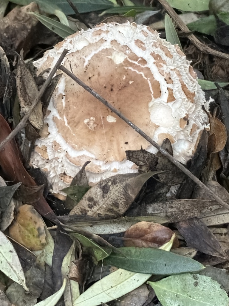 Chlorophyllum brunneum · December 2025 · photo: © anishavita (iNaturalist, cc-by)