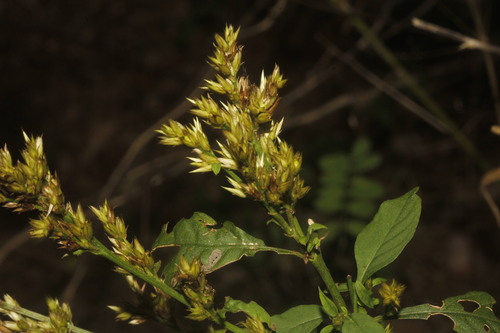 Celosia virgata