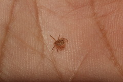 Amblyomma cajennense