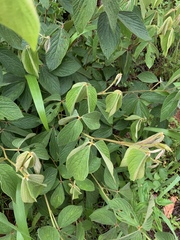 Flemingia grahamiana