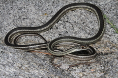 Masticophis taeniatus taeniatus