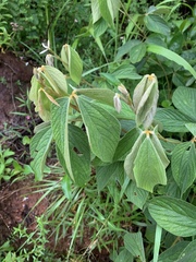 Flemingia grahamiana