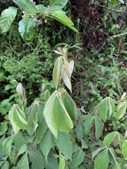 Flemingia grahamiana