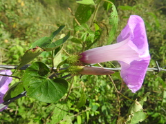 Ipomoea crinicalyx