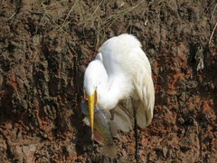 Dormitator latifrons