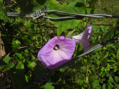 Ipomoea crinicalyx