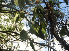 Macroscepis diademata