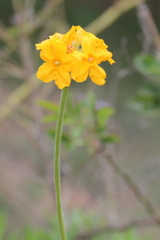 Pachypodium densiflorum