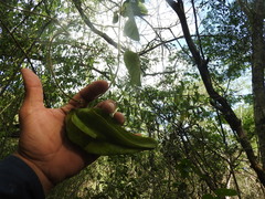 Macroscepis diademata