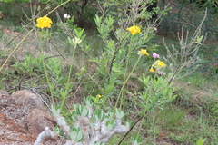 Pachypodium densiflorum