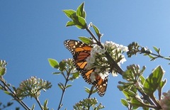 Danaus plexippus