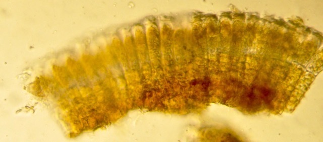 Heribaudiella