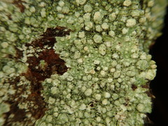 Pertusaria subambigens