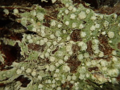 Pertusaria subambigens