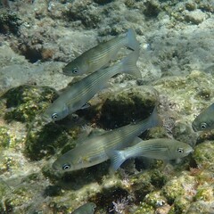 Boxlip Mullet photo 4