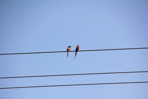 Northern Carmine Bee-eater