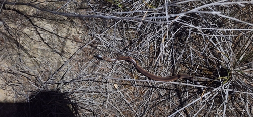 Black-naped Hooded Snake sighting