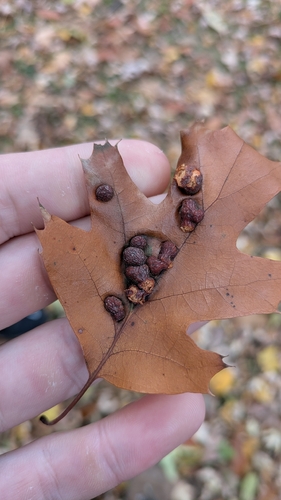 Unknown species found near Lincoln Park, Milwaukee, WI 53209, USA
