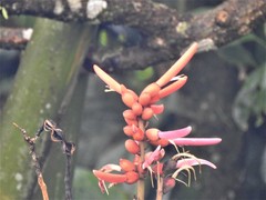 Erythrina americana