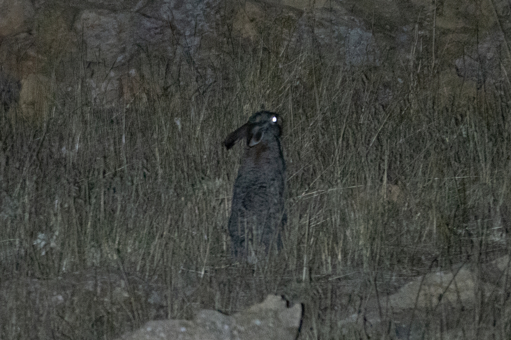 Mediterranean hare