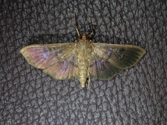 Microthyris prolongalis