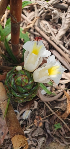 Costus dubius iNat (2)