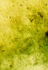 Schizothrix