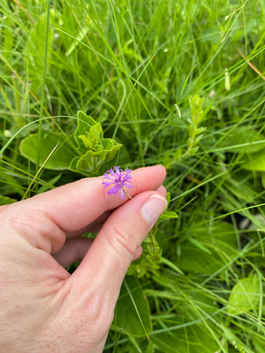 bicoloured-leaved vernonia (Hilliardiella oligocephala)