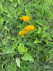Berkheya speciosa, photograph (c) Sunčana Bradley, some rights reserved (CC BY)