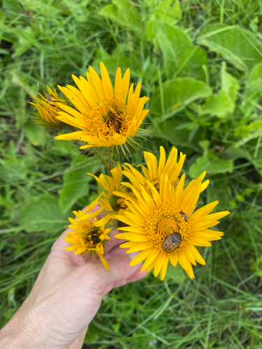 Pretty African Thistle (Berkheya speciosa)