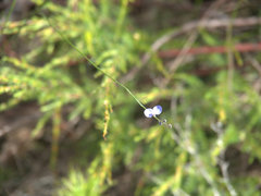 Comesperma sphaerocarpum