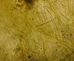 Schizothrix