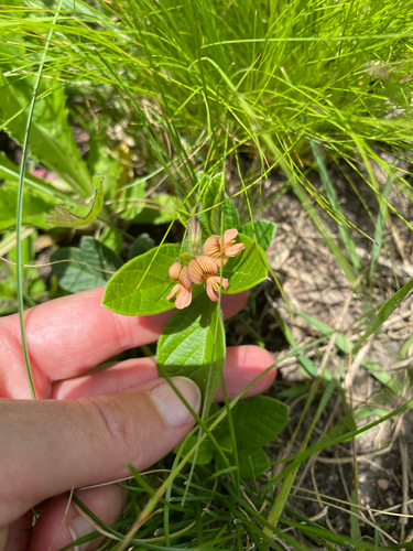 Revealing Eriosema (Eriosema rossii)