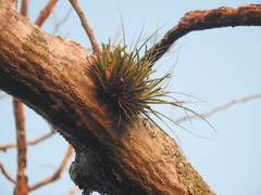 Tillandsia fasciculata