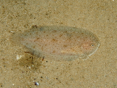 Southern Sole photo 3