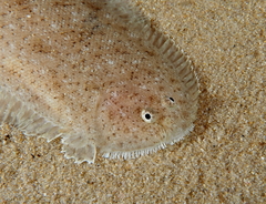 Southern Sole photo 2