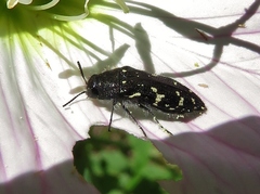 Acmaeodera ornata
