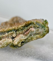 Schizothrix