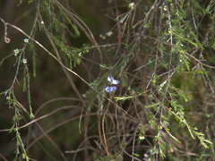 Comesperma sphaerocarpum