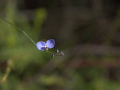 Comesperma sphaerocarpum